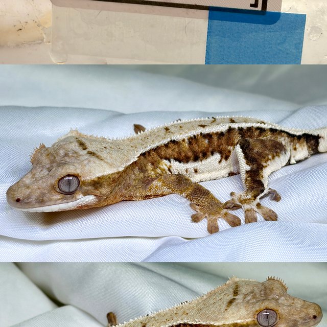 릴리100%헷아잔틱