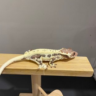 프라푸치노