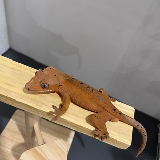 레드 달마시안