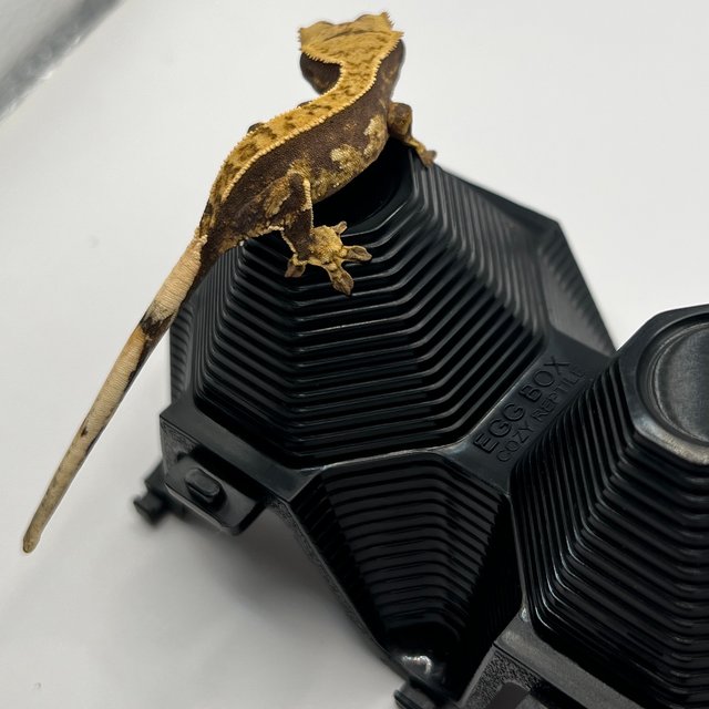 노멀 다크 풀핀