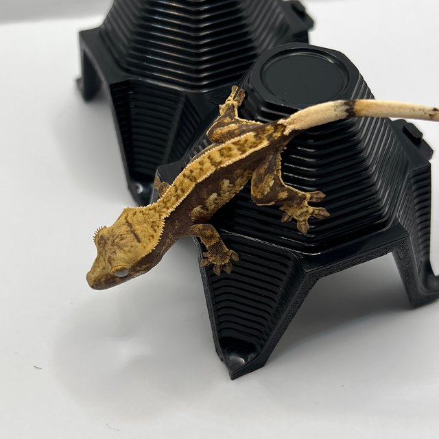 노멀 다크 풀핀