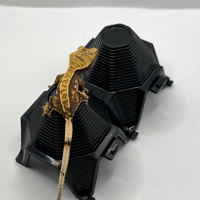 노멀 다크 풀핀