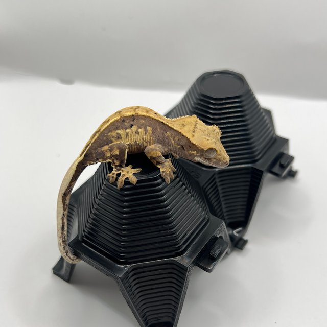 노멀 풀핀 다크