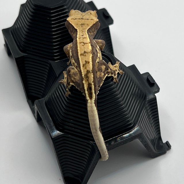 노멀 풀핀 다크