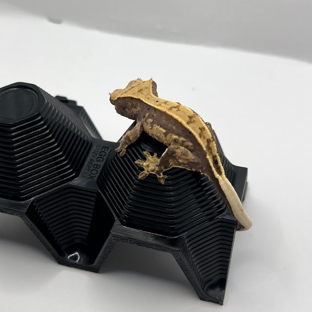 노멀 풀핀 다크