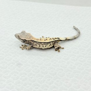 세이블 화이트핀 화이트포트홀 화이트스팟