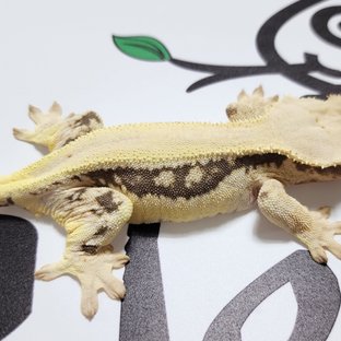 릴리화이트 풀핀 솔리드백