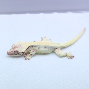 릴리 세이블