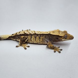 노멀 트라이 익스트림할리퀸