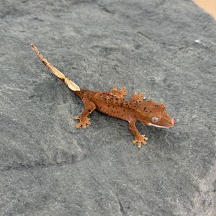 슈퍼달마시안