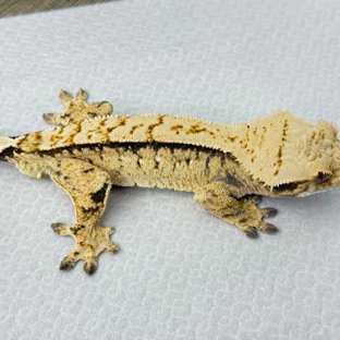 노멀 드리피 화이트스팟