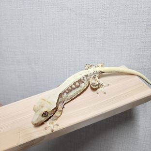 레몬피넛1
