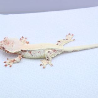 릴리 세이블