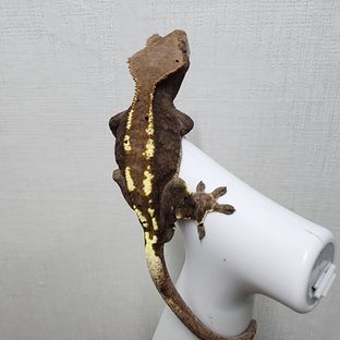 브라우니