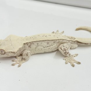 노멀 쿼드 화이트포트홀 화이트핀 화이트스팟