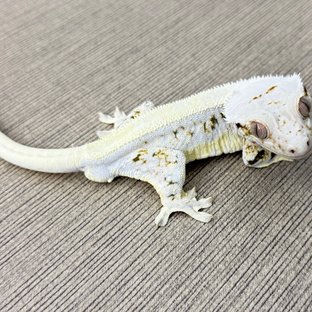 릴리화이트 솔리드백 화이트스팟