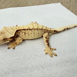 드리피 화이트스팟