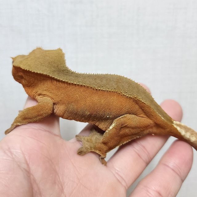 바이 레드