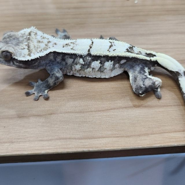 세이블