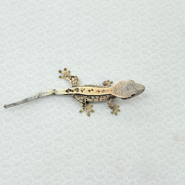 세이블 화이트핀 화이트포트홀 화이트스팟