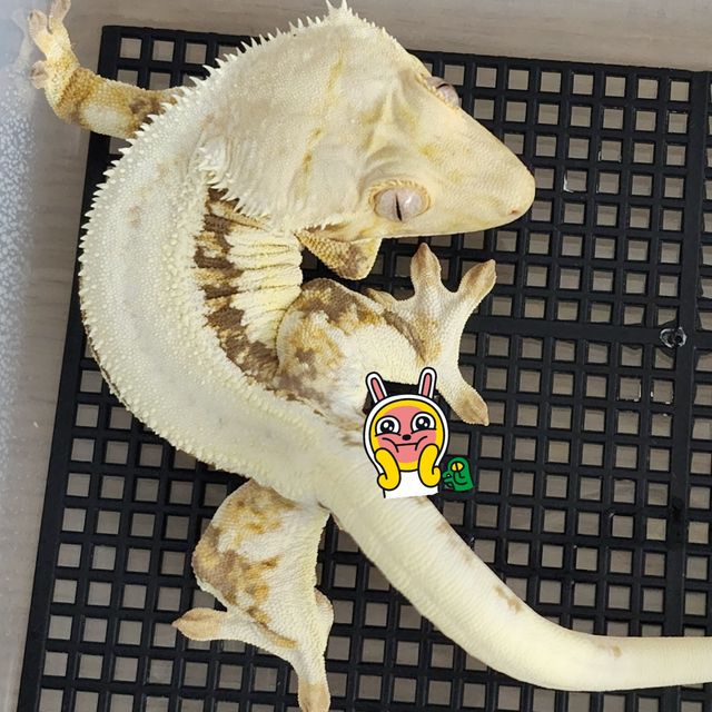 릴리화이트 트라이 풀핀