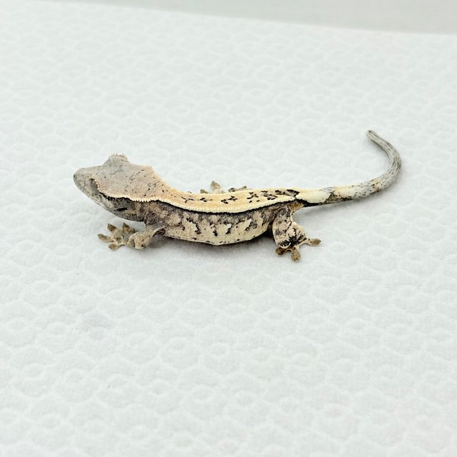 세이블 화이트핀 화이트포트홀 화이트스팟