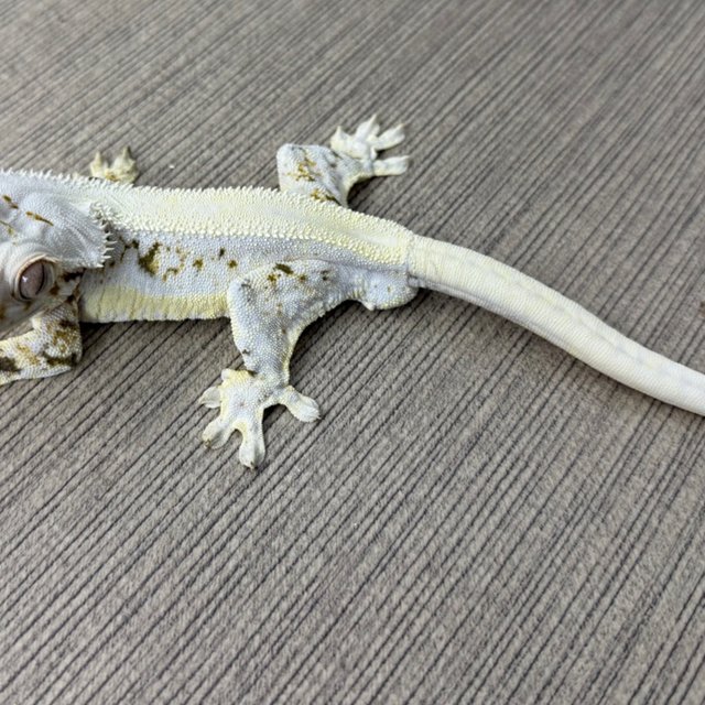 릴리화이트 솔리드백 화이트스팟