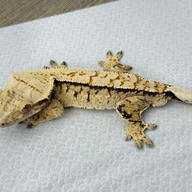 노멀 드리피 화이트스팟