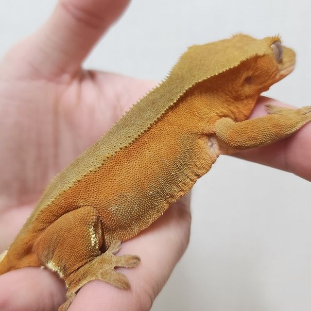바이 레드
