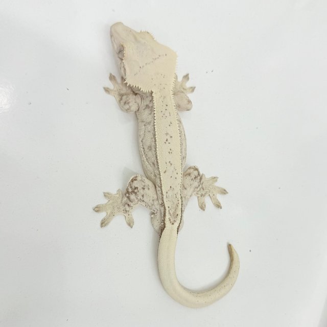 노멀 쿼드 화이트포트홀 화이트핀 화이트스팟