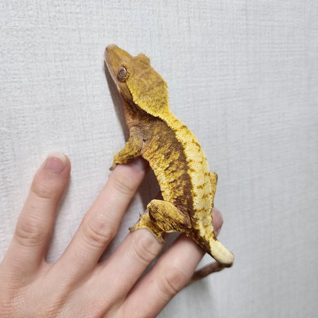 트라이