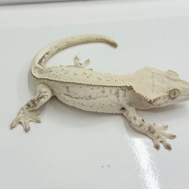 노멀 쿼드 화이트포트홀 화이트핀 화이트스팟