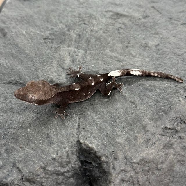 아잔틱
