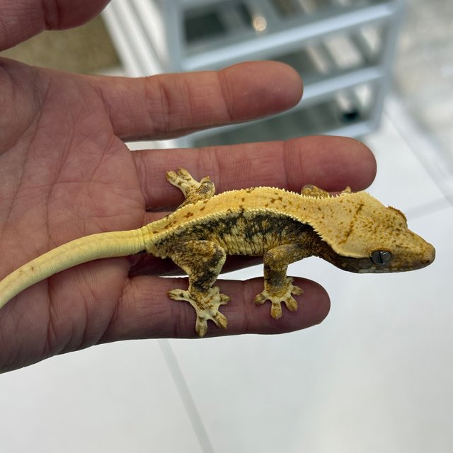 릴리100%헷아잔틱