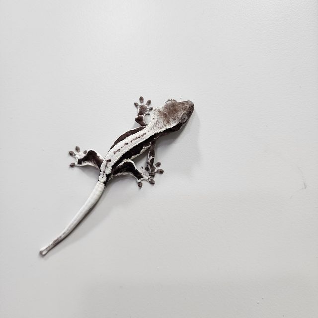 릴잔틱