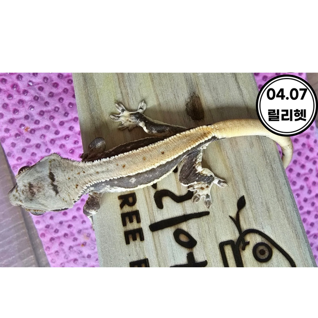 릴리100%헷아잔틱 100%헷아잔틱