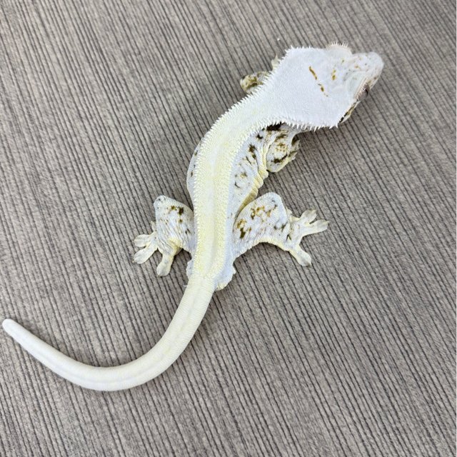 릴리화이트 솔리드백 화이트스팟