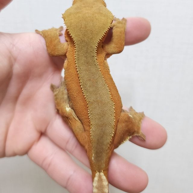 바이 레드