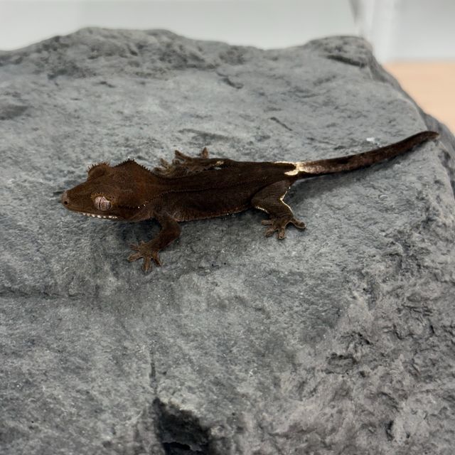 알티 챠콜