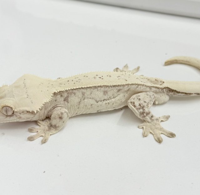 노멀 쿼드 화이트포트홀 화이트핀 화이트스팟