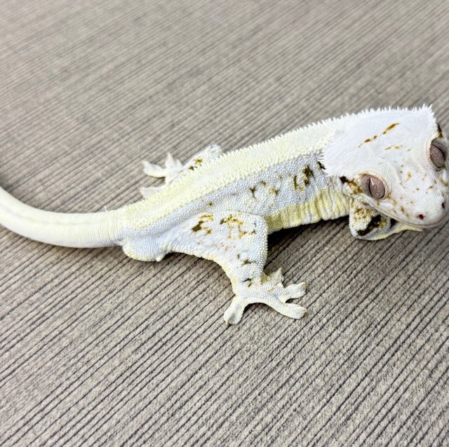 릴리화이트 솔리드백 화이트스팟