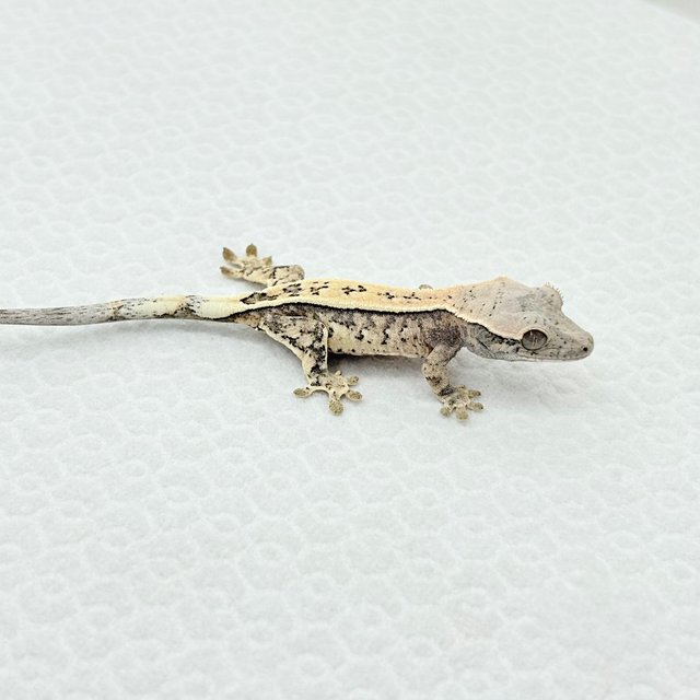 세이블 화이트핀 화이트포트홀 화이트스팟