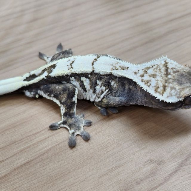 세이블