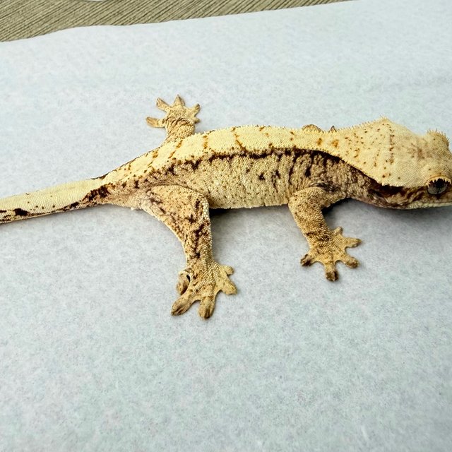 드리피 화이트스팟