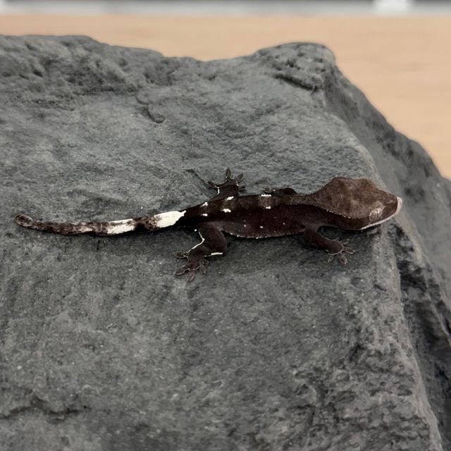 아잔틱
