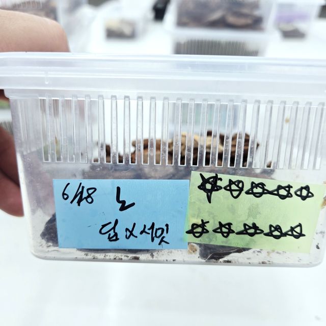노멀