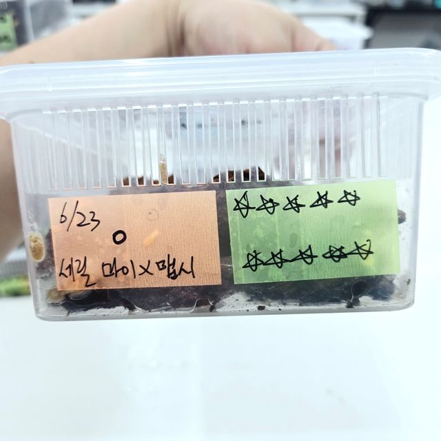릴리 세이블