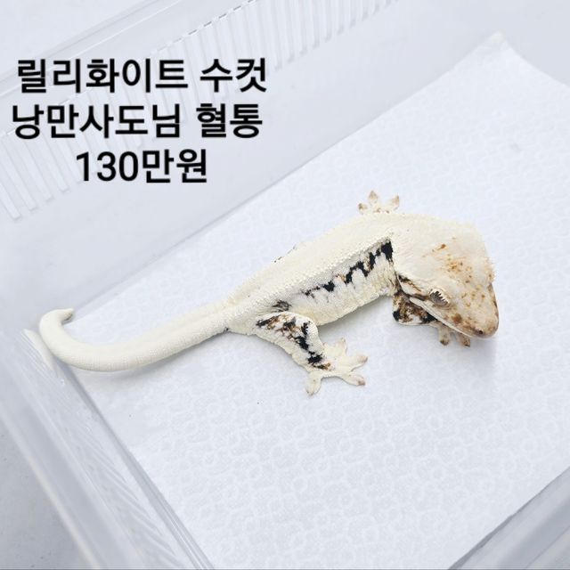 릴리화이트