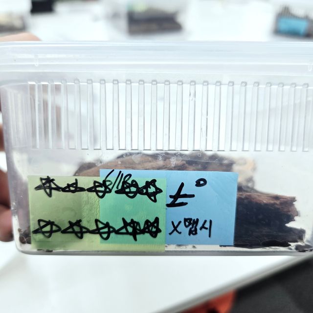 노멀