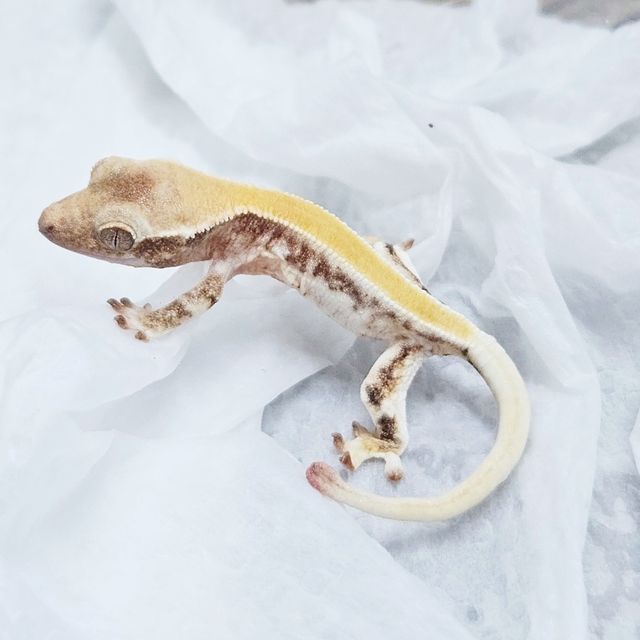 릴리 세이블